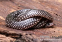 Kap-Wolfsnatter, Lycophidion capense