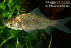 Karausche, Carassius carassius, 7-9 cm (Kaltwasser)