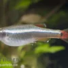 Kardinalfisch, Tanichthys albonubes, ca. 1,5-2,5 cm