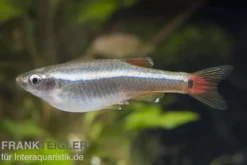 Kardinalfisch, Tanichthys albonubes, ca. 1,5-2,5 cm