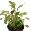 Kardinalslobelie, Lobelia cardinalis, im Topf