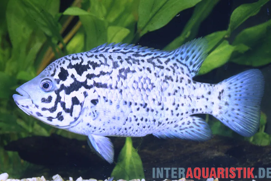 Karibikbuntbarsch, Nandopsis tetracanthus