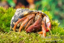 Karibik-Einsiedlerkrebs, Coenobita clypeatus