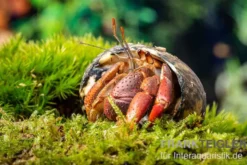 Karibik-Einsiedlerkrebs, Coenobita clypeatus