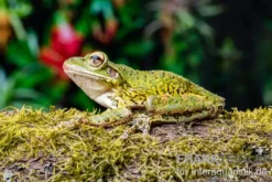 Karibik-Laubfrosch, Osteopilus septentrionalis