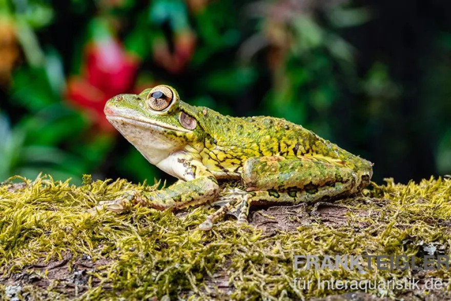Karibik-Laubfrosch, Osteopilus septentrionalis