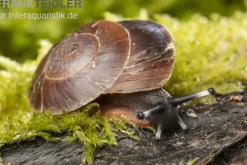 Karibische Landschnecke, Caracolus excellens