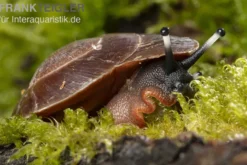 Karibische Landschnecke, Caracolus excellens