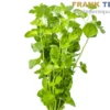 Karibische Minze, Micromeria brownei, im Topf