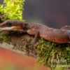 Katzengecko, Aeluroscalabotes felinus