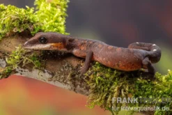 Katzengecko, Aeluroscalabotes felinus