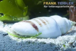 Kegelfechterschnecke, Conomurex luhuanus
