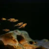 Keilfleckbarbe, Rasbora heteromorpha, DNZ