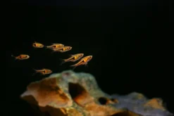 Keilfleckbarbe, Rasbora heteromorpha, DNZ