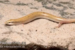 Keilschleiche, Chalcides sepsoides