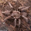 Kenia-Riesenvogelspinne, Pelinobius muticus XL