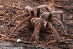 Kenia-Riesenvogelspinne, Pelinobius muticus XL