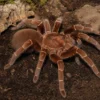 Kenia-Riesenvogelspinne, Pelinobius muticus