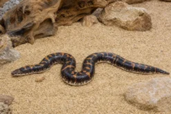 Kenia-Sandboa „Striped“, Gongylophis c. loveridgei