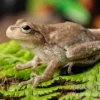 Kiefernwald-Laubfrosch, Hyla femoralis