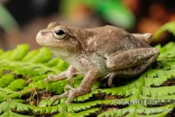 Kiefernwald-Laubfrosch, Hyla femoralis