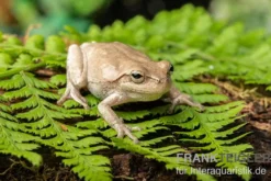 Kiefernwald-Laubfrosch, Hyla femoralis