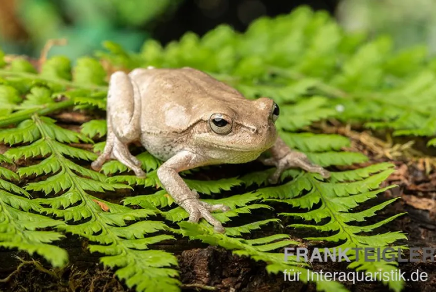 Kiefernwald-Laubfrosch, Hyla femoralis