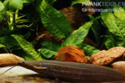 Kiemensackwels, Heteropneustes fossilis, 4-5 cm (Rarität)