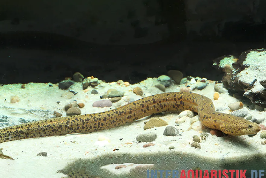 Kiemenschlitzaal, Synbranchus marmoratus Peru, 12-20 cm