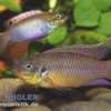 Kienke-Zwergbuntbarsch, Pelvicachromis taeniatus kienke