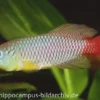 Killifisch Torfansatz Nothobranchius foerschi, 30 Eier