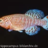 Killifisch Torfansatz Nothobranchius rachovii, 30 Eier