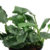 Kirin-Zwergspeerblatt, Anubias barteri var. nana "Kirin", im Topf
