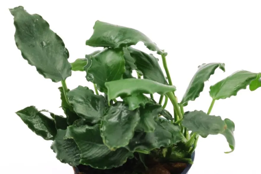 Kirin-Zwergspeerblatt, Anubias barteri var. nana "Kirin", im Topf