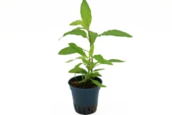 Kirschblatt-Riesenwasserfreund, Hygrophila corymbosa "Stricta", im Topf