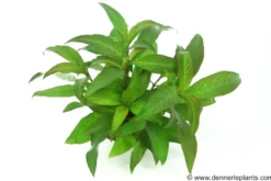 Kirschblatt-Riesenwasserfreund, Hygrophila corymbosa