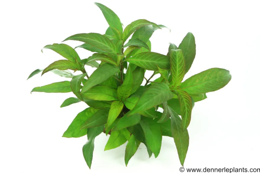 Kirschblatt-Riesenwasserfreund, Hygrophila corymbosa "Stricta", im Topf