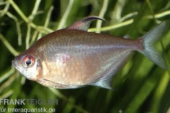 Kirschflecksalmler, Hyphessobrycon erythrostigma
