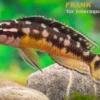 Kissi Schlankcichlide, Julidochromis transcriptus "Kissi Uvira"