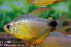 Kitty-Tetra, Hyphessobrycon heliacus