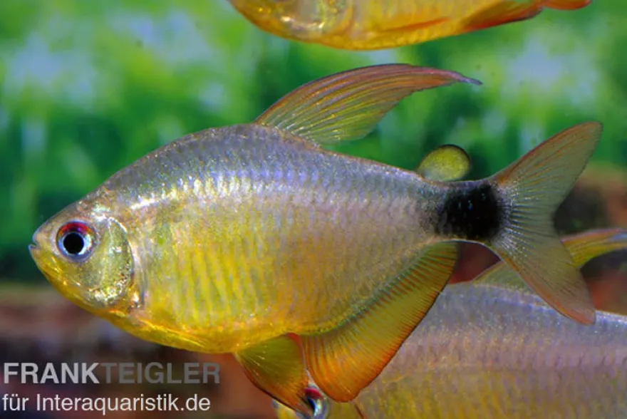 Kitty-Tetra, Hyphessobrycon heliacus