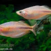 Kiura-Regenbogenfisch, Melanotaenia cf. goldiei "Kiura"