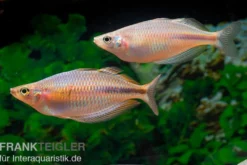 Kiura-Regenbogenfisch, Melanotaenia cf. goldiei "Kiura"
