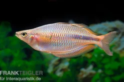 Kiura-Regenbogenfisch, Melanotaenia cf. goldiei