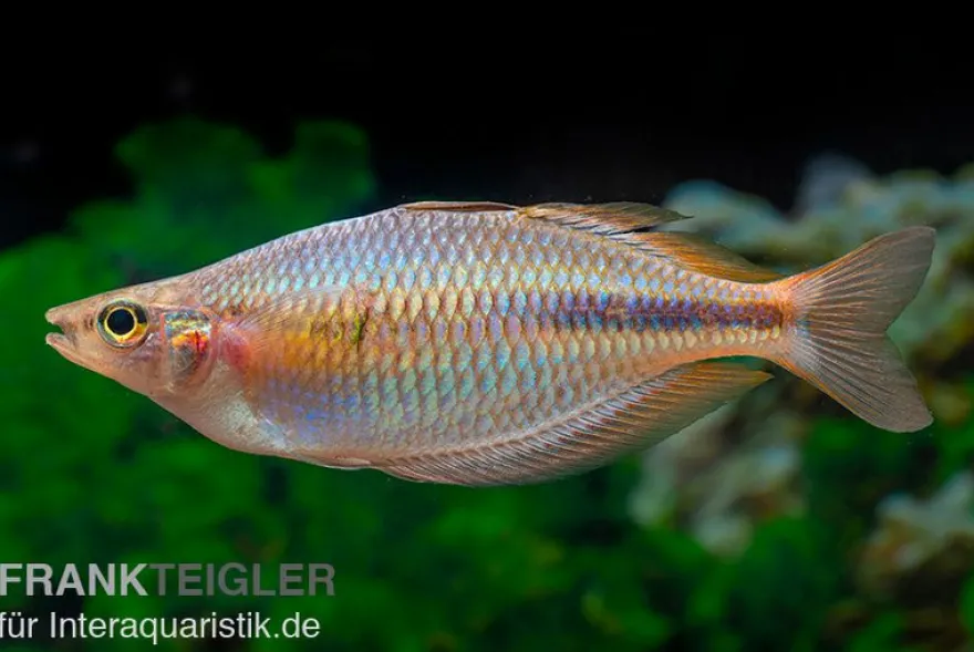 Kiura-Regenbogenfisch, Melanotaenia cf. goldiei "Kiura"