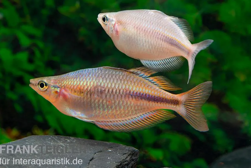 Kiura-Regenbogenfisch, Melanotaenia cf. goldiei "Kiura"