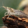 Kleine Algengarnele, Neocaridina davidi