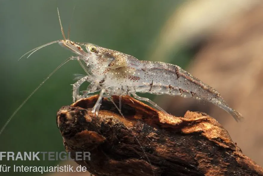 Kleine Algengarnele, Neocaridina davidi