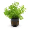 Kleine Ambulia, Limnophila sessiliflora, Bund