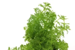 Kleine Ambulia, Limnophila sessiliflora, im Topf